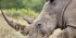 Wildlife Research Internship (White Rhino)