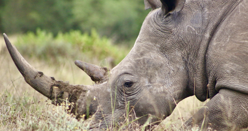 Wildlife Research Internship (White Rhino)