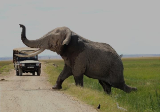 10 Days Kenya and Tanzania Safari