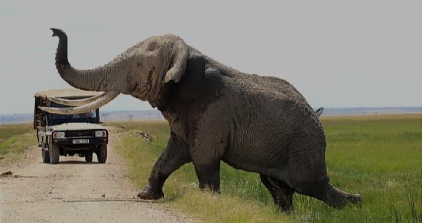 10 Days Kenya and Tanzania Safari