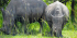 14 DAYS UGANDA SAFARI –NORTHERN CIRCUIT
