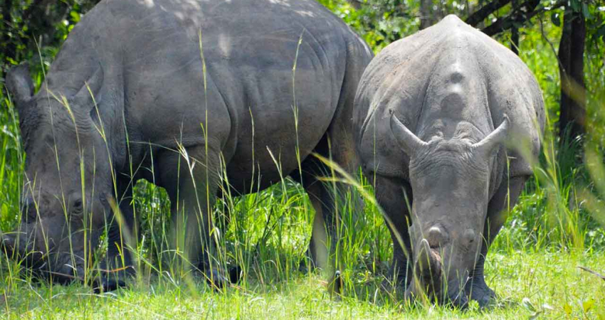 14 DAYS UGANDA SAFARI –NORTHERN CIRCUIT