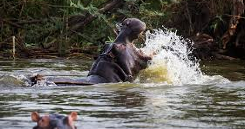 3 Days Murchison Falls Tour