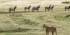 6 DAYS CAMPING SAFARI