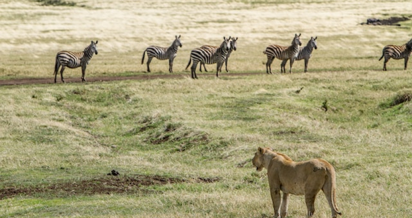 6 DAYS CAMPING SAFARI