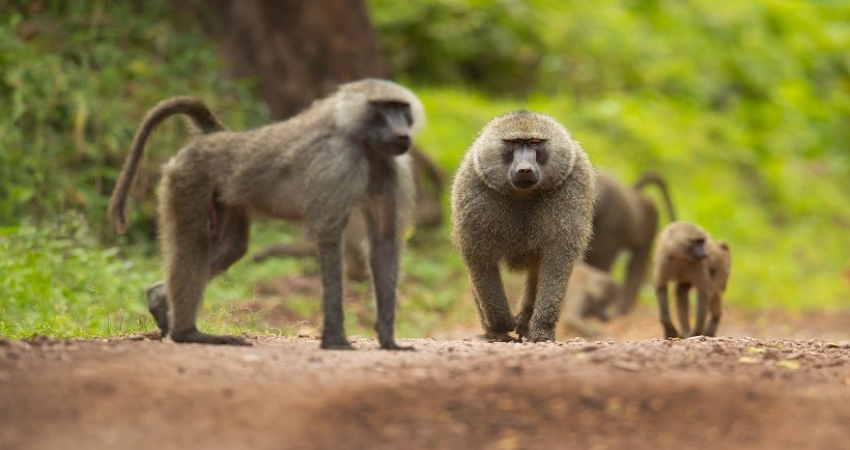 Tour uganda the Pearl of Africa