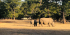 Rhino Game Drive