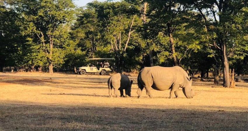 Rhino Game Drive