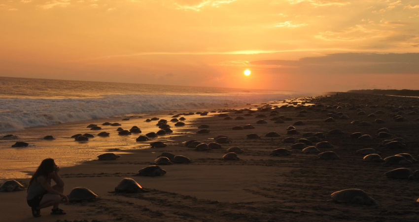 Sea turtle and wildlife conservation expedition in Oaxaca, Mexico