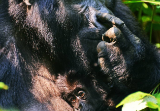 4 Days Bwindi Impenetrable National Park Excursion