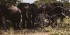 3-Day Murchison Falls National Park and Ziwa Rhino safari
