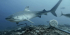 Sharklife Research Assistant Program