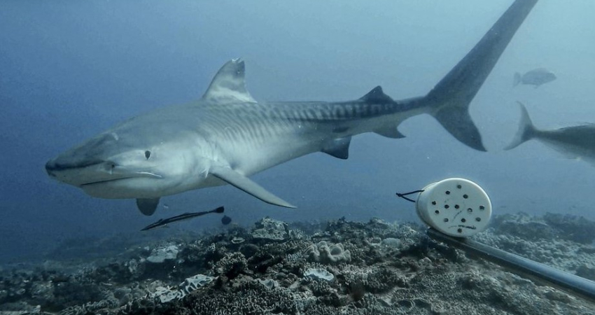 Sharklife Research Assistant Program