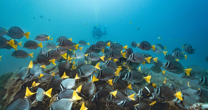 1 - Week Marine Conservation Program Costa Rica