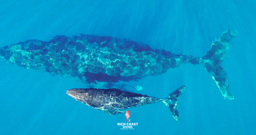 4 - Week Marine Conservation Program Costa Rica