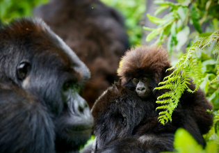 3 Days Uganda Gorilla Trekking Tour from Entebbe