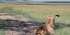 3 Days Enchanting Masai Mara Safari