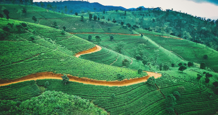 Sri Lanka Tour Package-3 Days