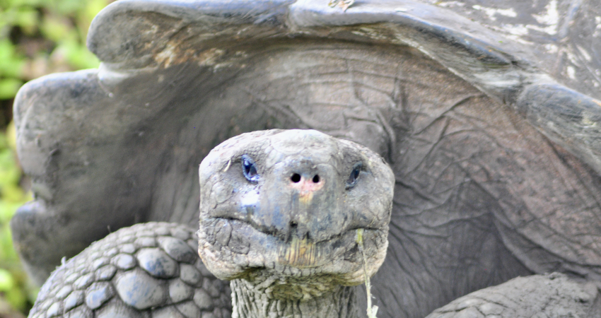 Galapagos Turtles & Tortoises