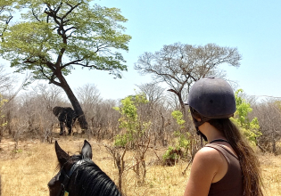 Wildlife and Horses n Zimbabwe