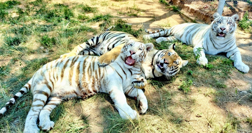 Wildlife Caretaker in South Africa