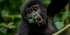 5Day Gorilla & Game Viewing Safari