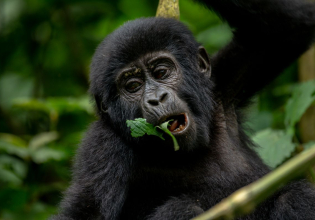 5Day Gorilla & Game Viewing Safari