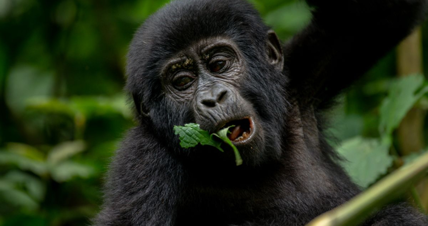5Day Gorilla & Game Viewing Safari