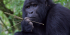 16 Days Best of Uganda and Rwanda Safari