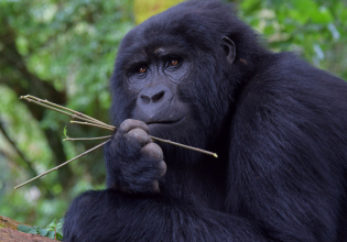 16 Days Best of Uganda and Rwanda Safari