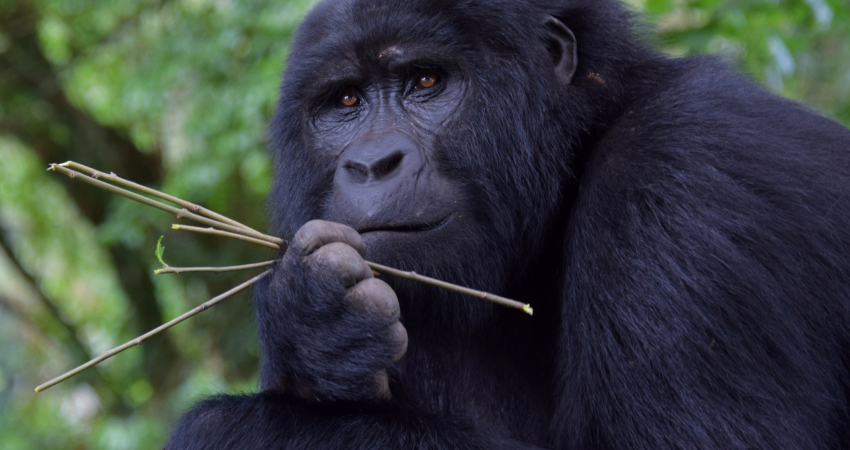 16 Days Best of Uganda and Rwanda Safari
